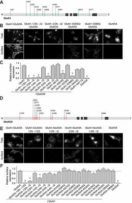 N-Glycosylation Regulates the Trafficking and Surface Mobility of GluN3A-Containing NMDA Receptors